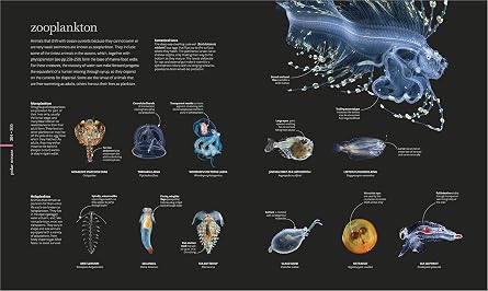 Oceanology: The Secrets of the Sea Revealed (DK Secret World Encyclopedias)