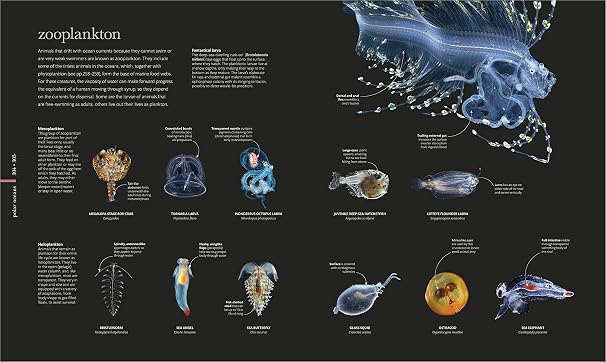 Oceanology: The Secrets of the Sea Revealed (DK Secret World Encyclopedias)