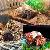 Vista 5 de Conchas de cangrejo ermitaño grandes, 6 conchas turbo de crecimiento de 1 a 2 pulgadas (2.3 a 3.5 pulgadas)