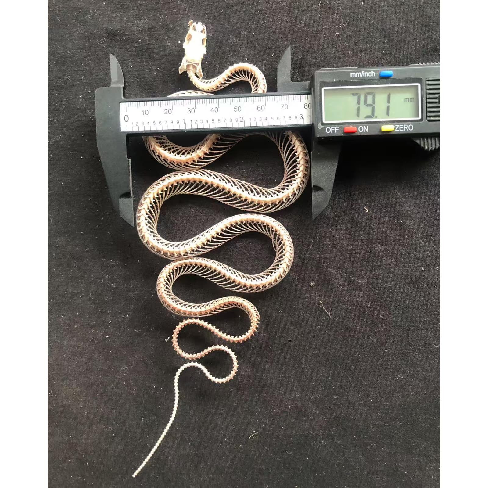 Modello di Scheletro di Serpente - tassidermia Vero Esemplare di Scheletro di Serpente - Forniture per tassidermia per l'educazione scientifica, Regali di Natale, Regalo Speciale