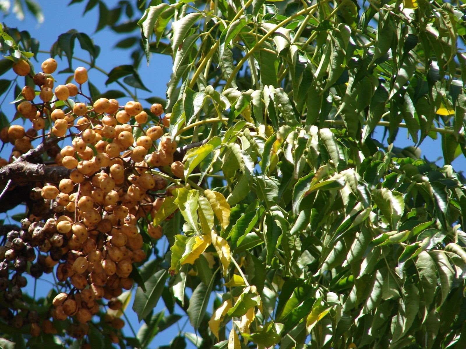 Semi Di L'albero Dei Rosari O Albero Dei Paternostri (Melia - Foto 9