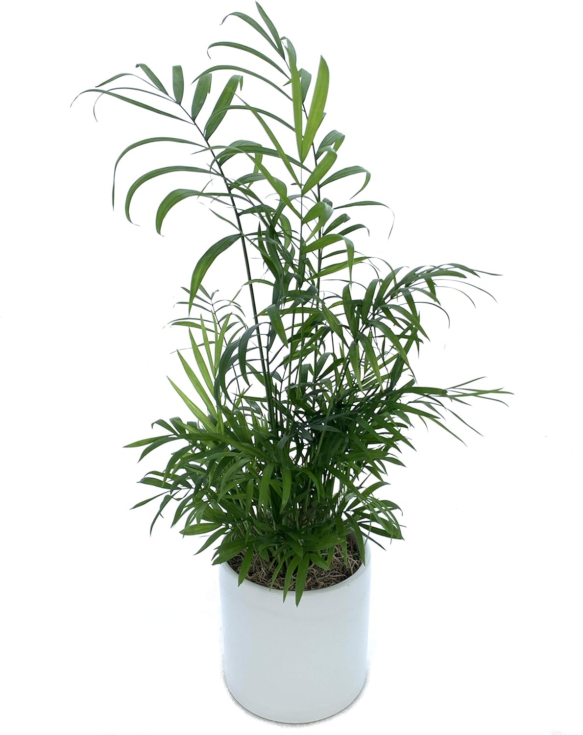 Rachel Cho Floral Design Bella Palm Shelf Decor Live