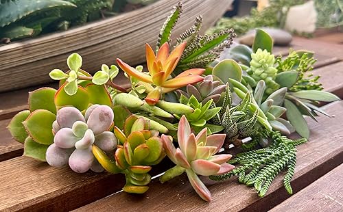 Miniatura 7 de Fat Plants San Diego Esquejes de suculentas en miniatura del jardín de hadas (15)