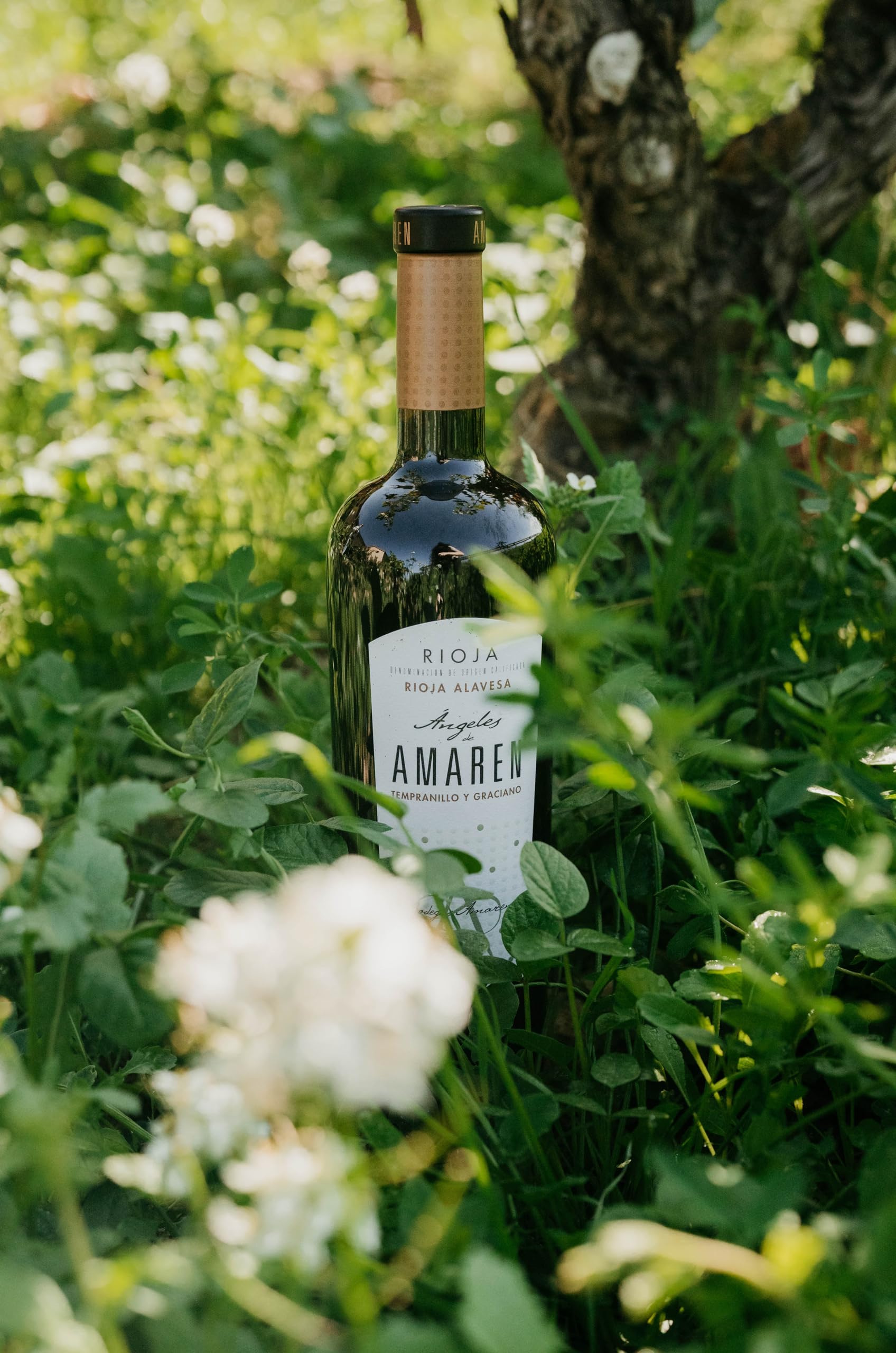 Ángeles de Amaren - Vino Tinto con D.O. Rioja - Elaborado con Variedad de Uva Tempranillo y Graciano - Notas Frutales - Barricas de Roble Francés y Americano - Incluye Estuche - 6 Botellas de 75 cl