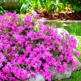 Ultrey Seed House - Scented Carpet Phlox Seeds Ground Cover Creeping Thyme Perennial Flowers Perennial Border Stone herb Flower Seeds Hardy Perennial