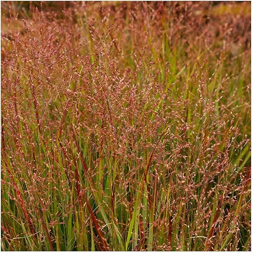 Miniatura 4 de Everwilde Farms - Semillas de hierba nativa de 14 lb Switch - Gold Vault