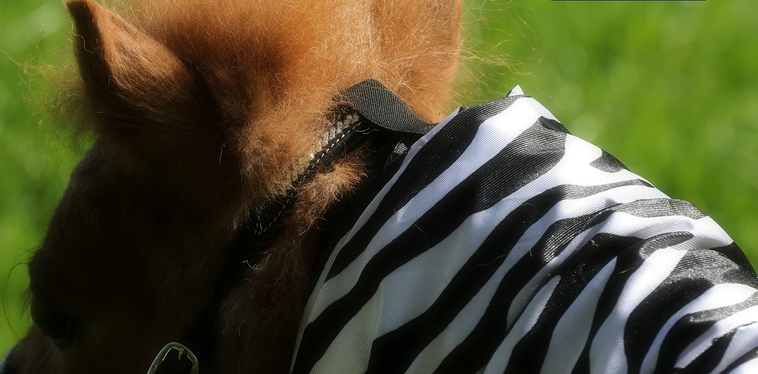 Ekzemerdecke Ekzemer Decke Fliegendecke mit Halsteil Minisehtty Shetty Zebra 60 70 80 90 100 cm Tysons (90)