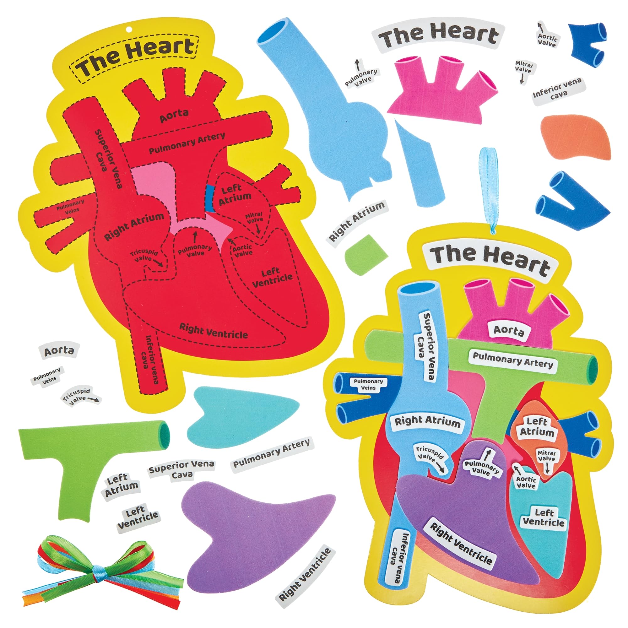 Baker Ross FN458 Human Heart Biology Kits - Pack of 4, STEM, Science, Health and Learning Aids for Kids and Schools