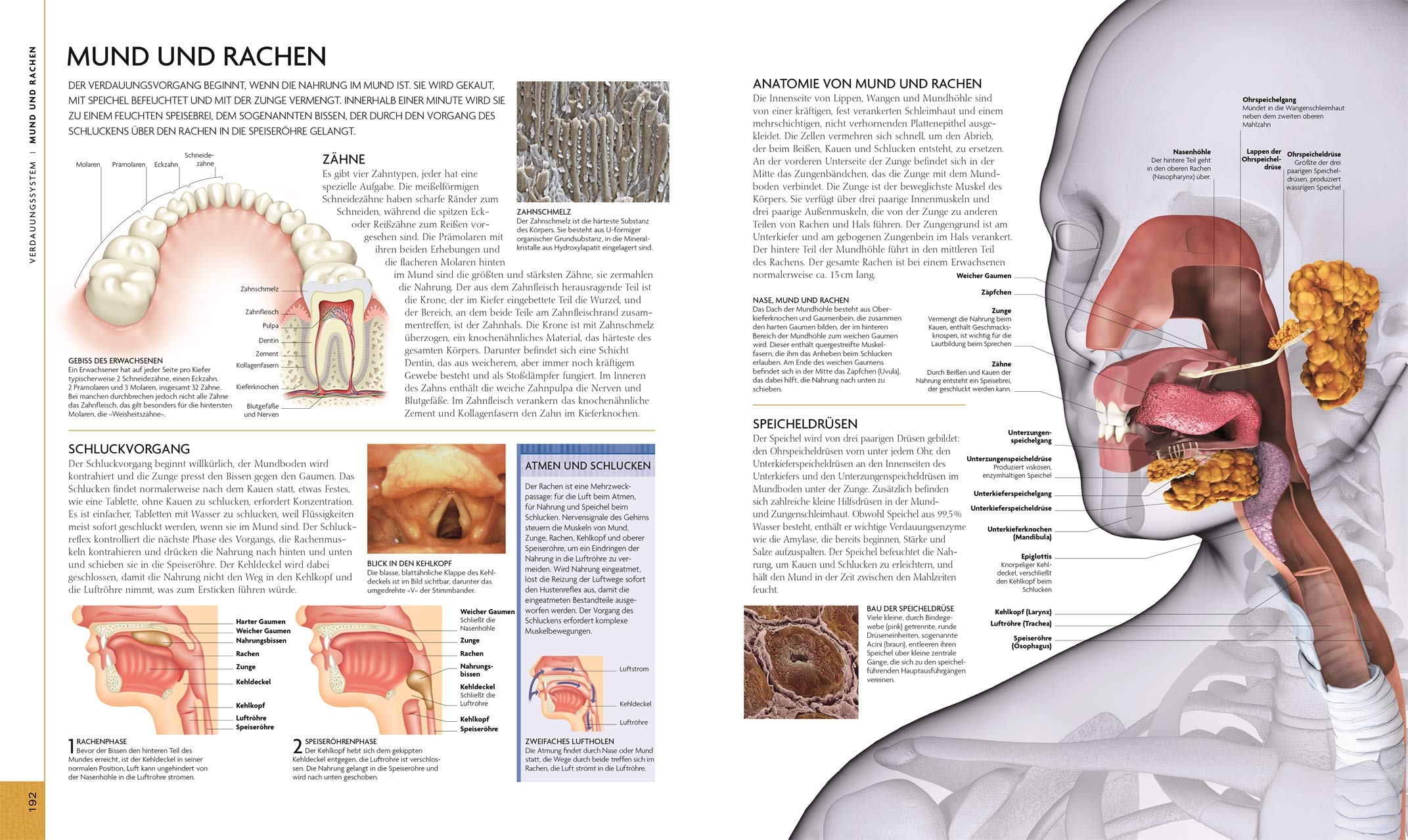 Der menschliche Körper: Bildatlas der Anatomie. Mit interaktivem Bildmaterial zum Download