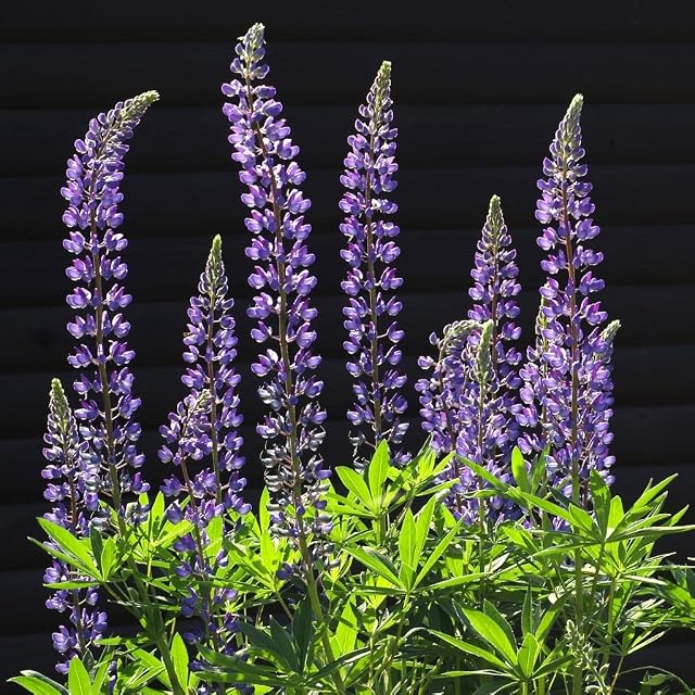 GROSEEDS - Perennial Flowers, Lupin - The Governor, FP-LUP-05, 45 Seeds Minimum Per Packet.