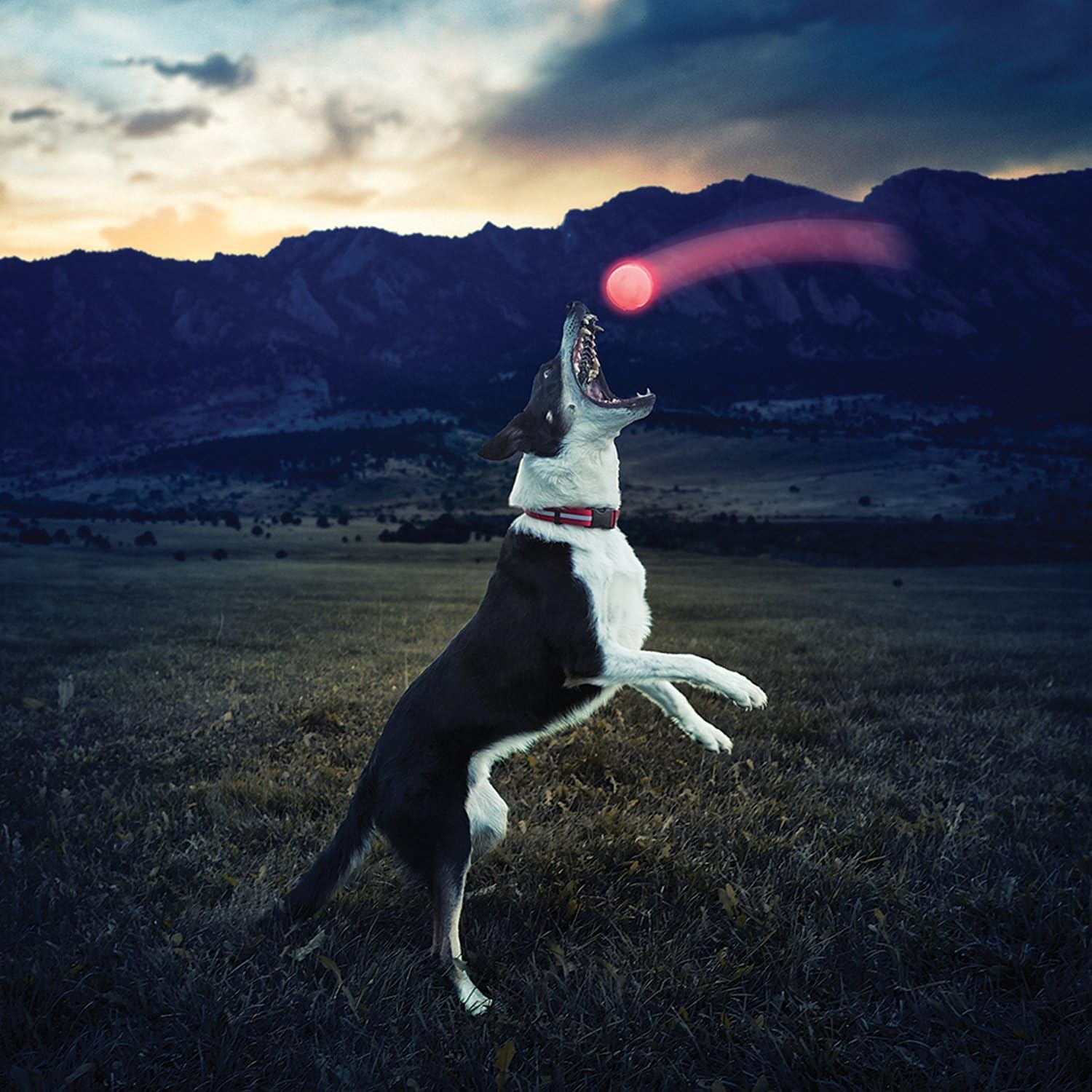 nite ize light up ball