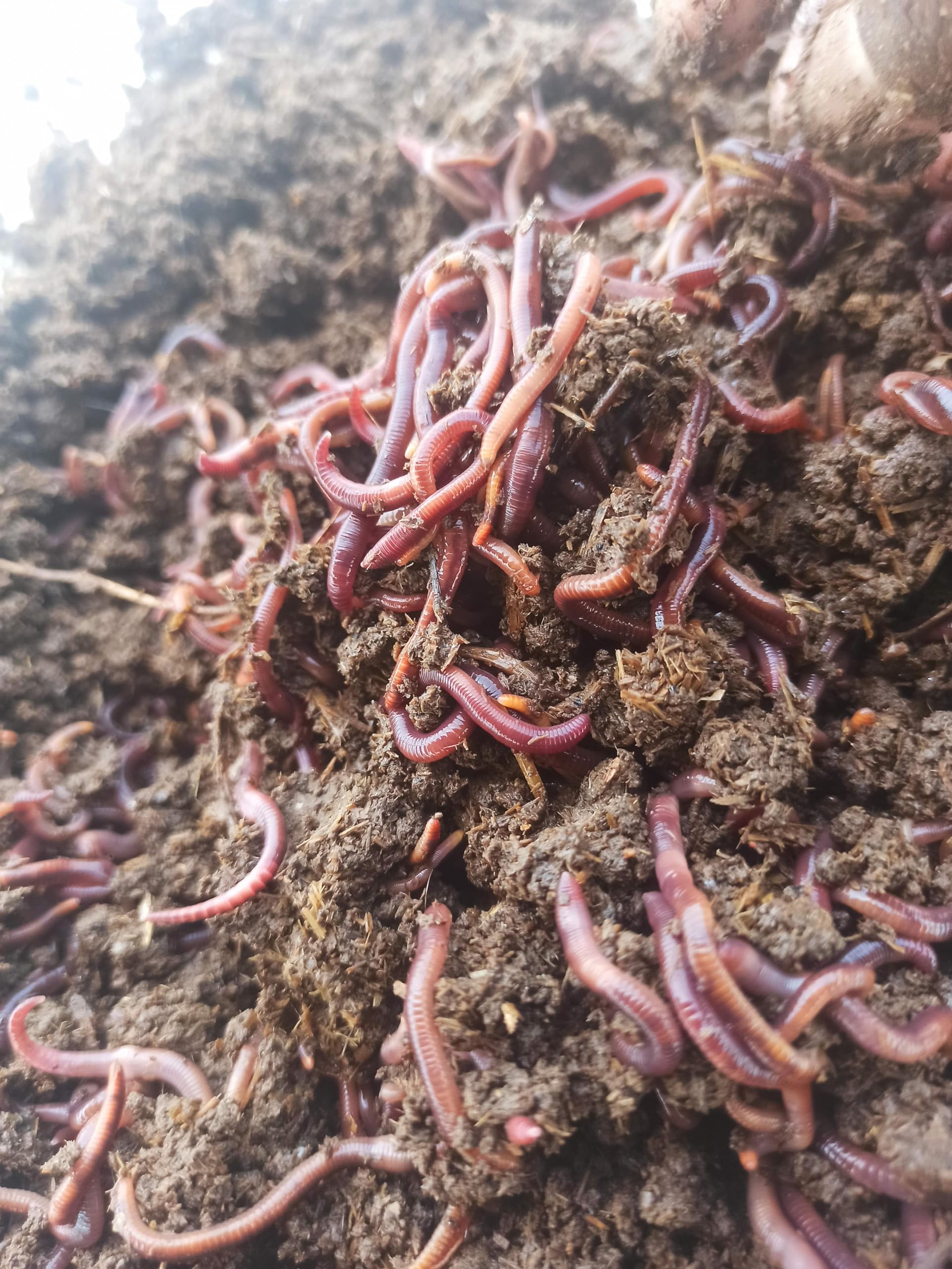 KAARKI RED COMPOSTING LIVE EARTHWORMS (Eisenia Fetida variety