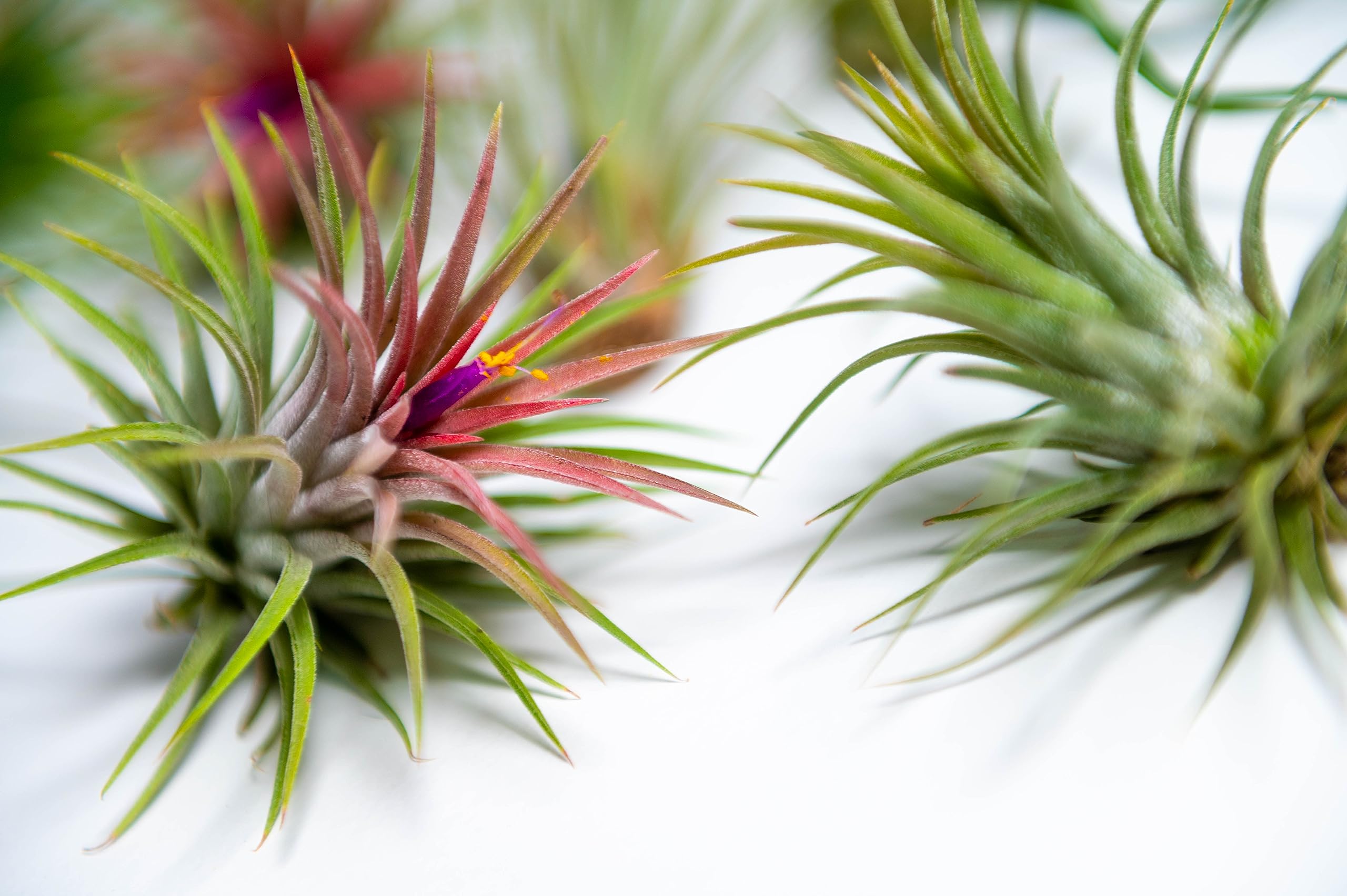 PACK Piante d'aria - Tillandsia Ionantha Rosada, Tillandsia Ionantha Verde, T. Capitata Peach - Piante da fiore naturali - Esterni ed interni (9)