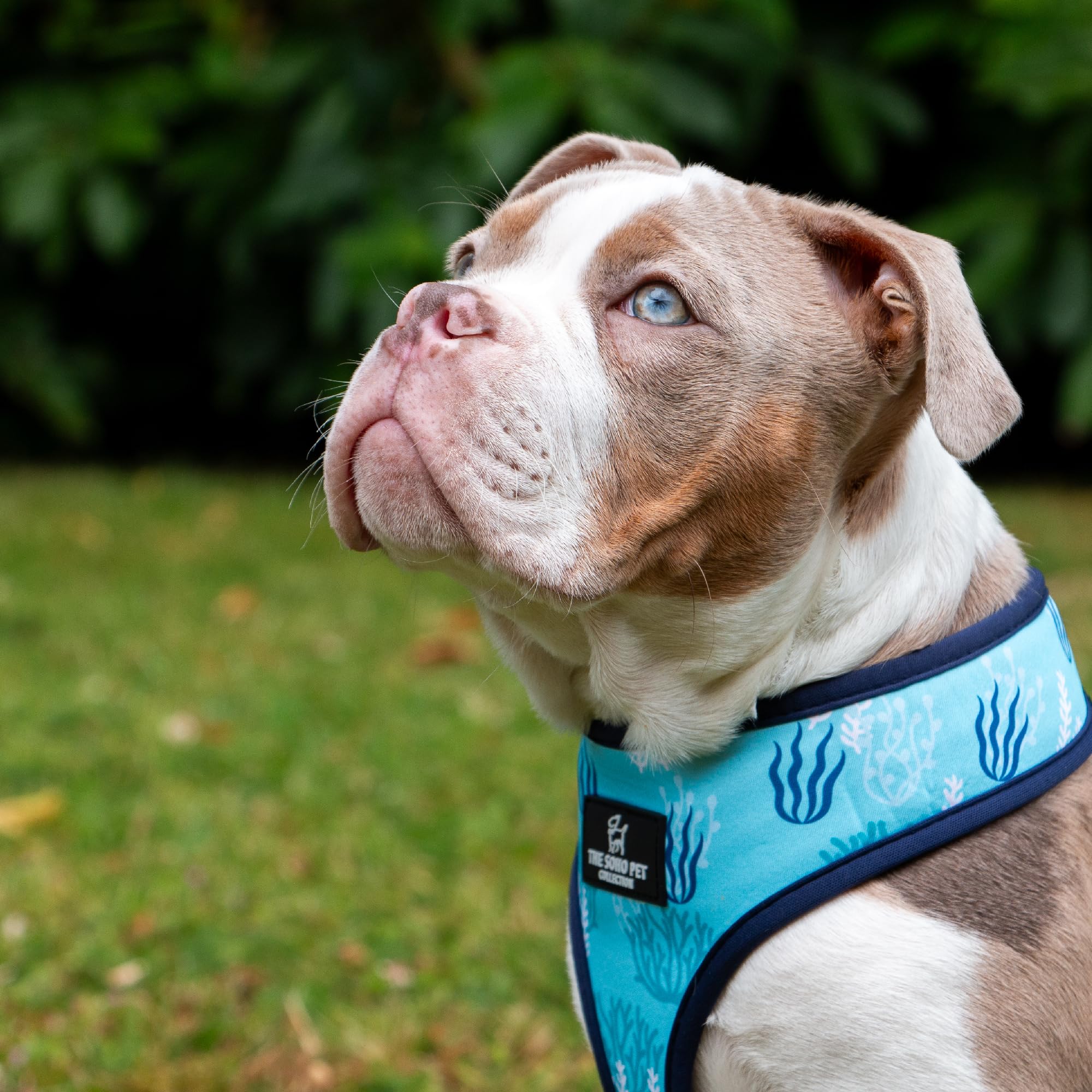 Ancol The Soho Pet Collection Nautical & Coral Reversible Harness XS To Fit 23cm-38cm, White - Image 4