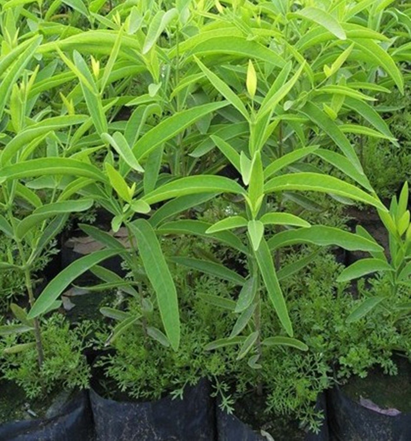 white chandan plant original live (Pack of 2) (B0D5YNL7ZM) Amazon Price History, Amazon Price Tracker