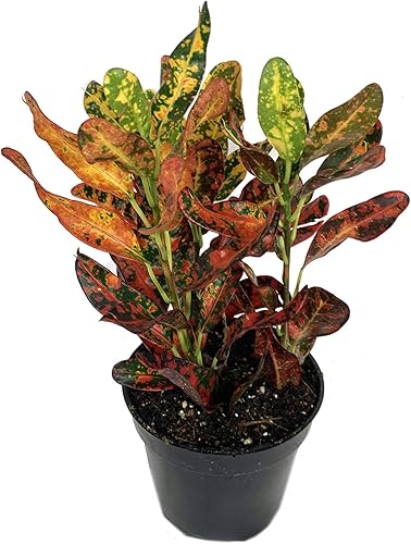 Croton Red Batik - Planta viva en una maceta de 4 pulgadas, Codiaeum Variegatum 'Batik', hermosa planta de interior de fácil cuidado disponible en Yaxa Colombia