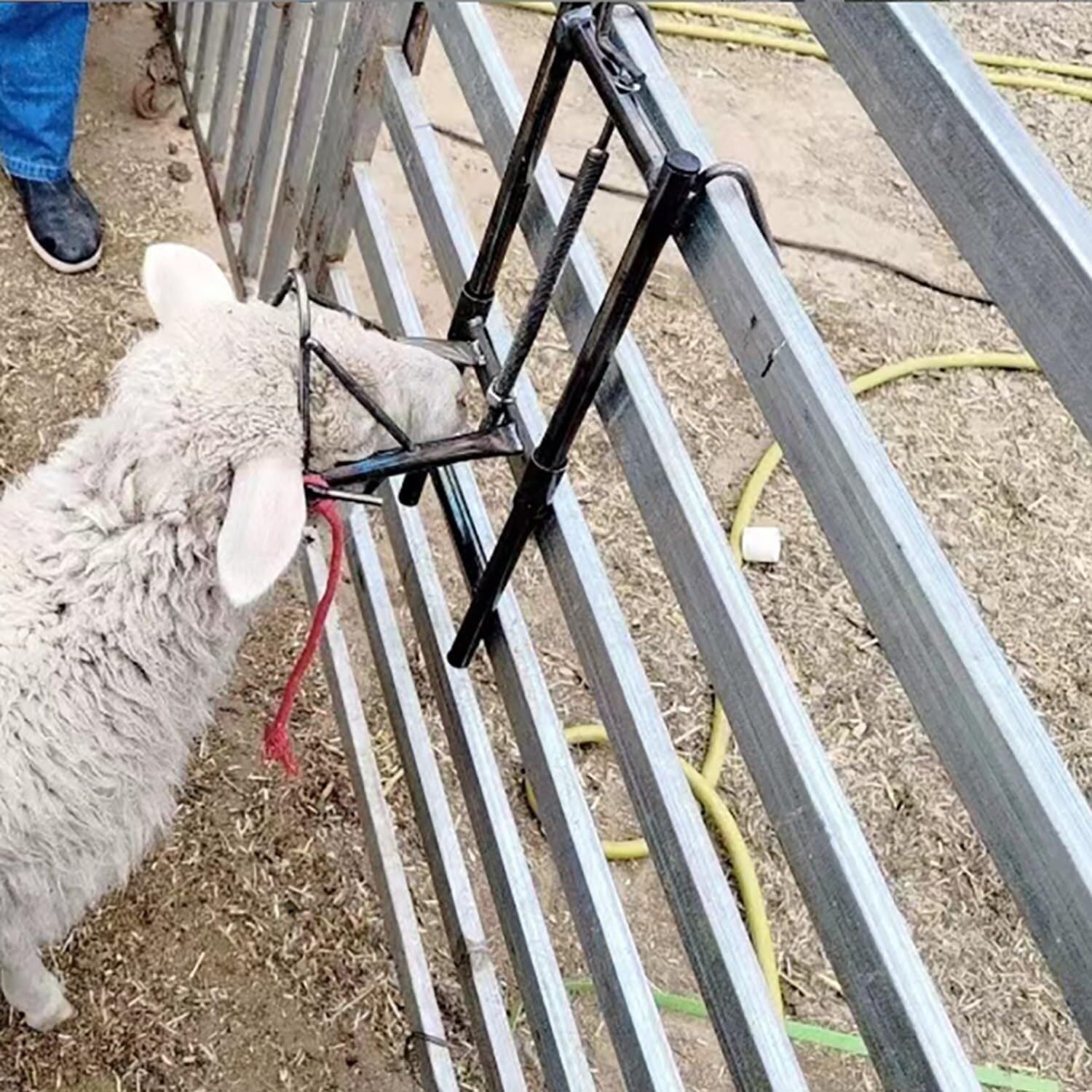 Supporto regolabile per testa di pecora, supporto per testa di pecora sollevabile, staffa di cattura per tosatura, accessori per allevamento di bestiame con altezza regolabile