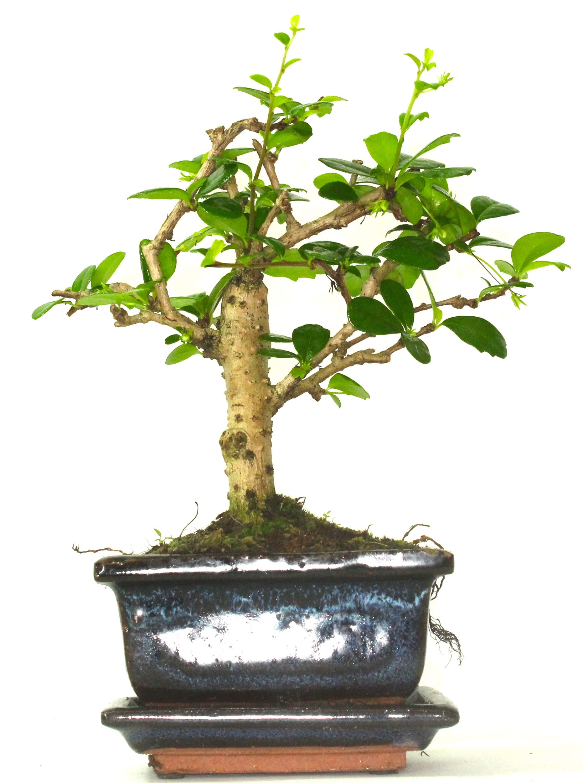 Carmona (Fukien Tea) Flowering Bonsai Tree Broom Style - Supplied with Ceramic drip Tray No Care Set