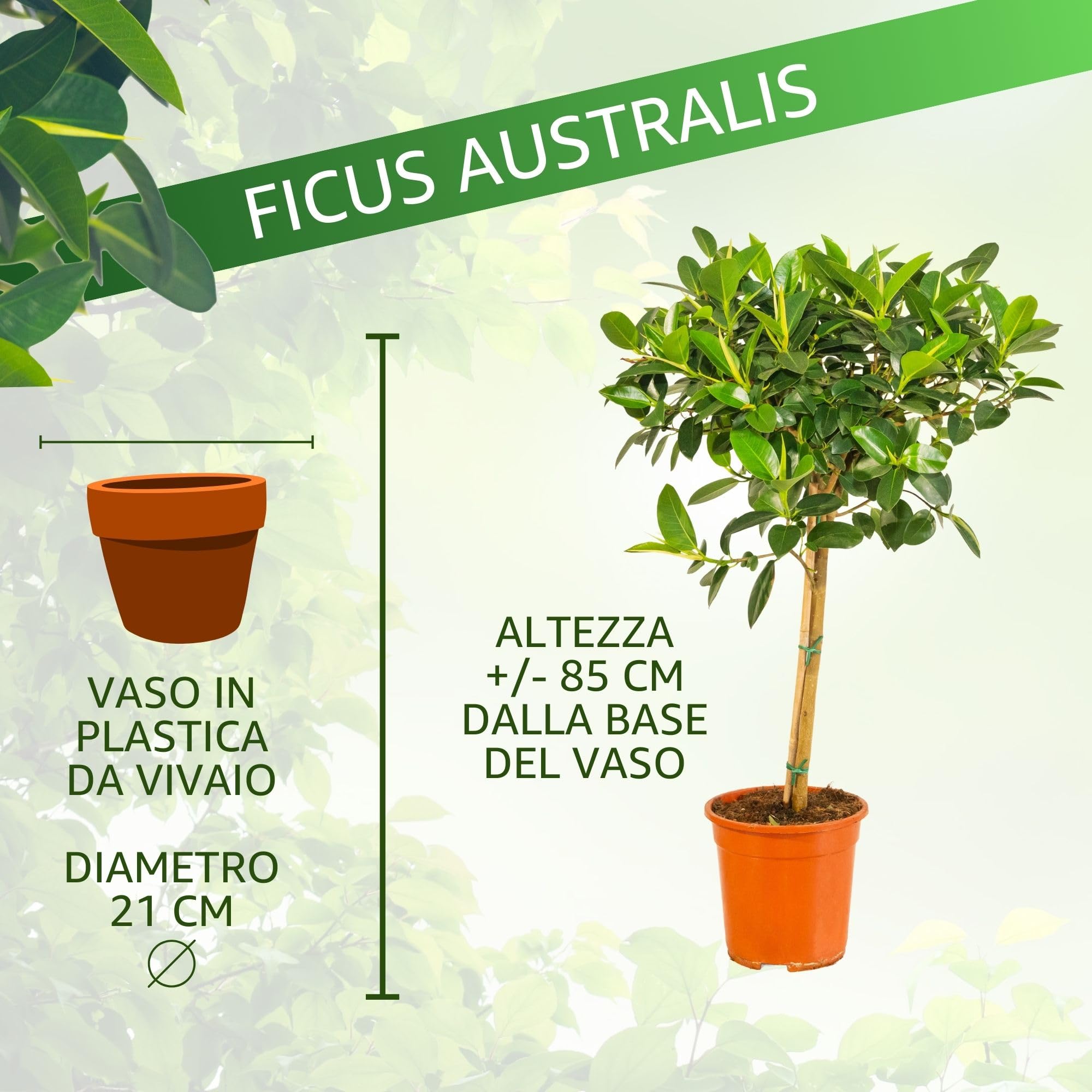 Bonplants Ficus, Alberello Sempreverde, Vaso 21 cm, h 85 cm (Australis)