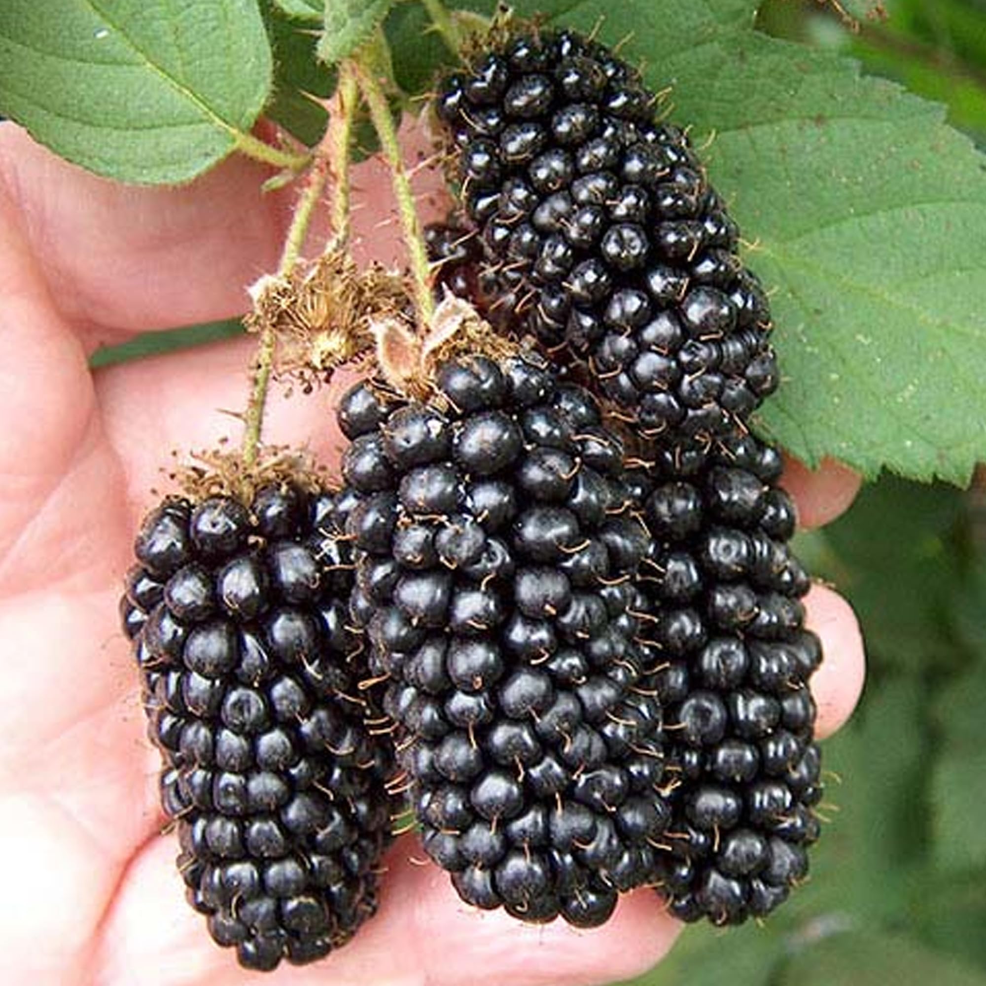 BlackBerry Karaka Black - Rubus Fruticosus - Plants Outdoor Garden Ready - Outdoor Fruit Tree - Grow Your Own Fresh Fruit Plant (3 Litre Pot, 30-50cm)