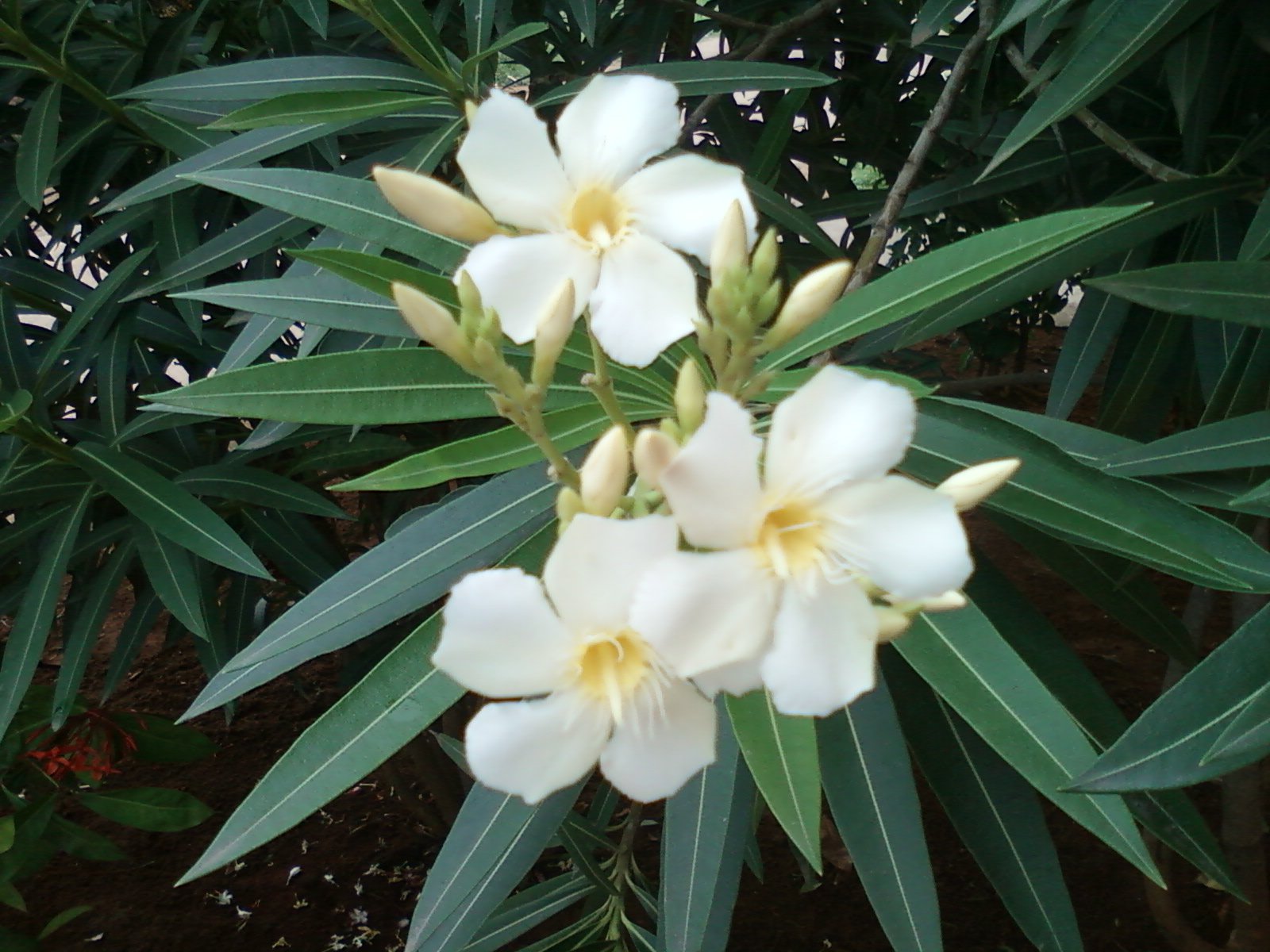 Buy 5 Packet of 37 NERIUM Oleander White White Oleander Shrub Seed