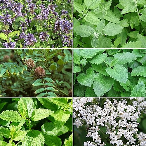 Colección de semillas de plantas para gatos #2-6 Paquete de semillas variadas para tu gato – menta gatera, bálsamo de limón, regaliz, menta,