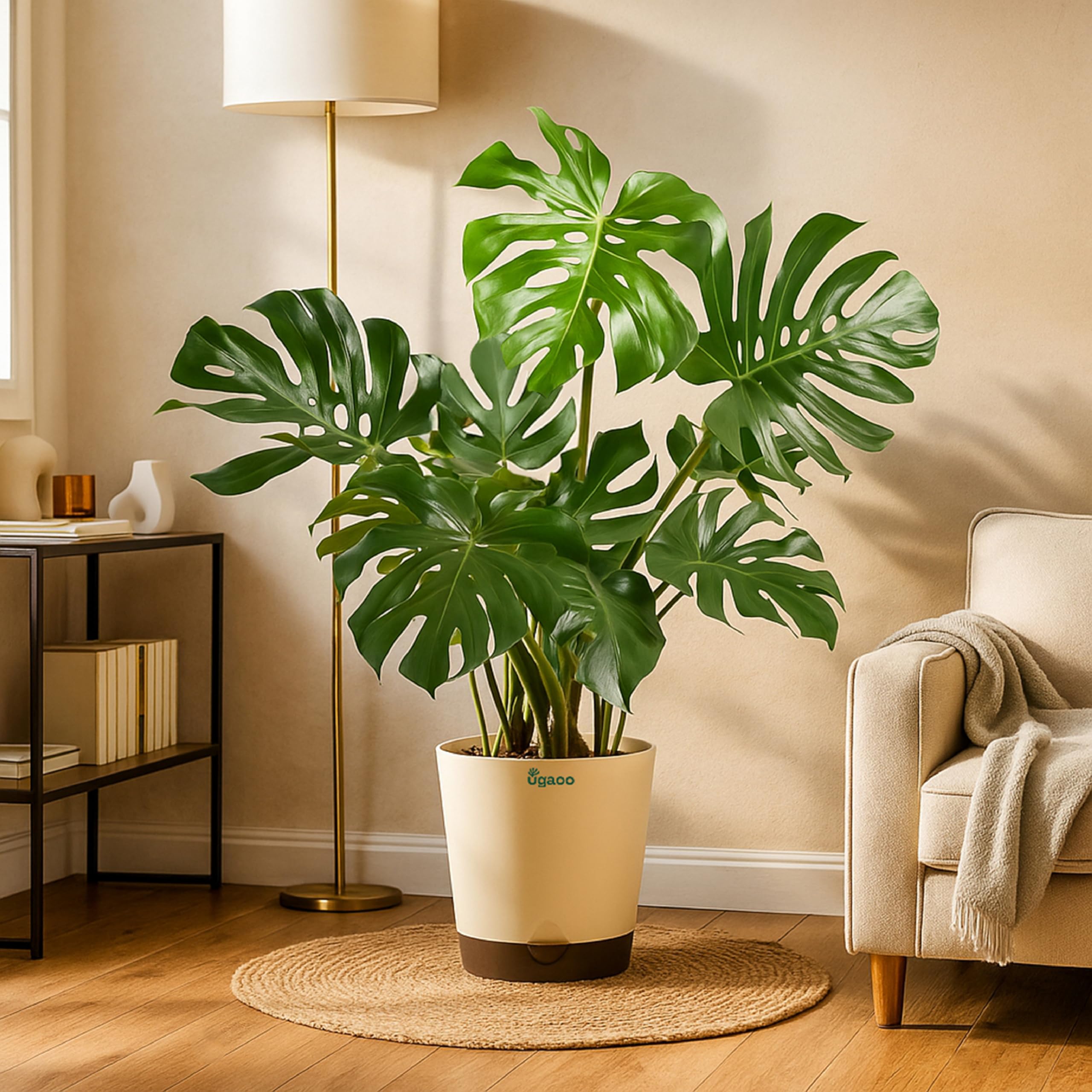Ugaoo Monstera Deliciosa Natural Live Indoor Plant with Pot - Extra Large