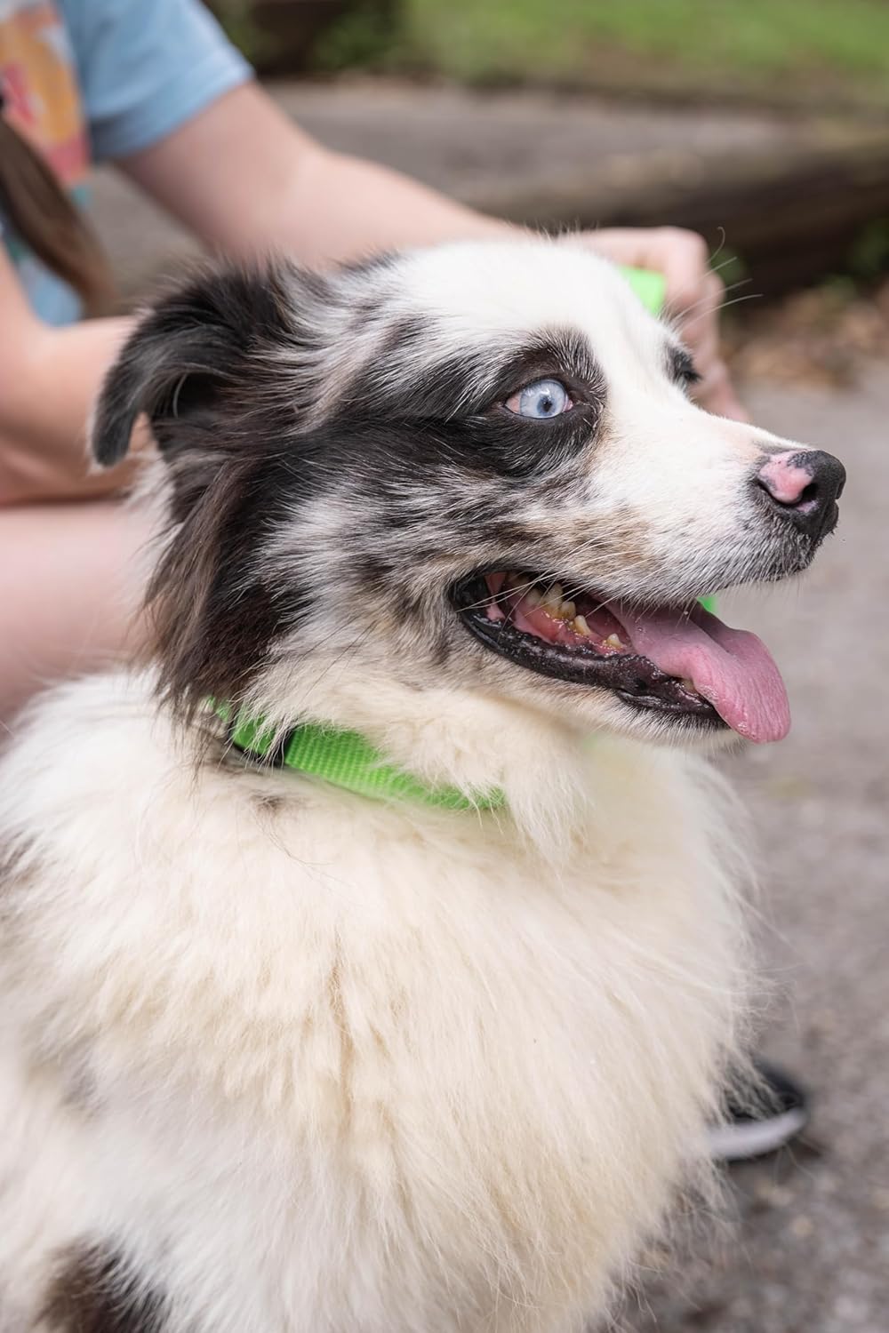 Country Brook Petz - 32 Vibrant Colors - American Made Deluxe Nylon Dog Collar with Buckle (Extra Small, 3/8 Inch Wide, Hot Lime Green) Extra Small (Pack of 1) Hot Lime Green