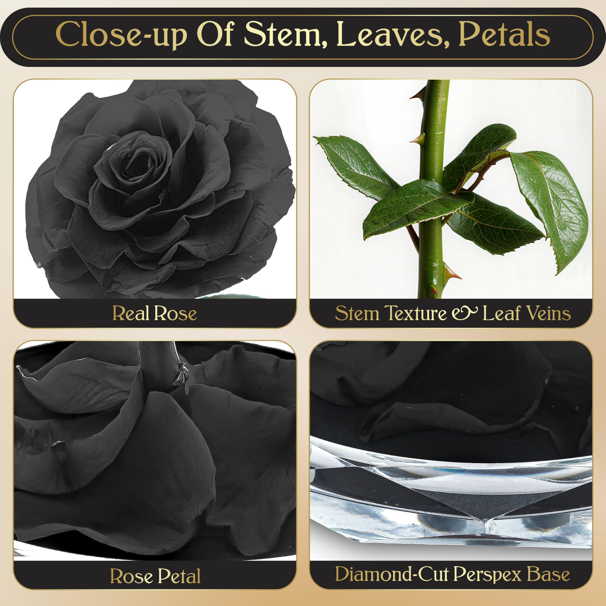 INTIGNIS Rose Stabilisée sous Cloche en Verre, Véritable Fleur Préservée Jusqu’à 5 Ans, Cadeau Élégant pour Femme, 25 cm avec Fleur 8 cm, Base Décorative (Noir)