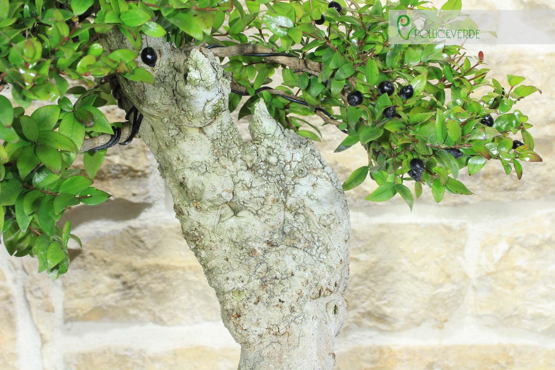 Bonsai di Mirto Pumila (35)