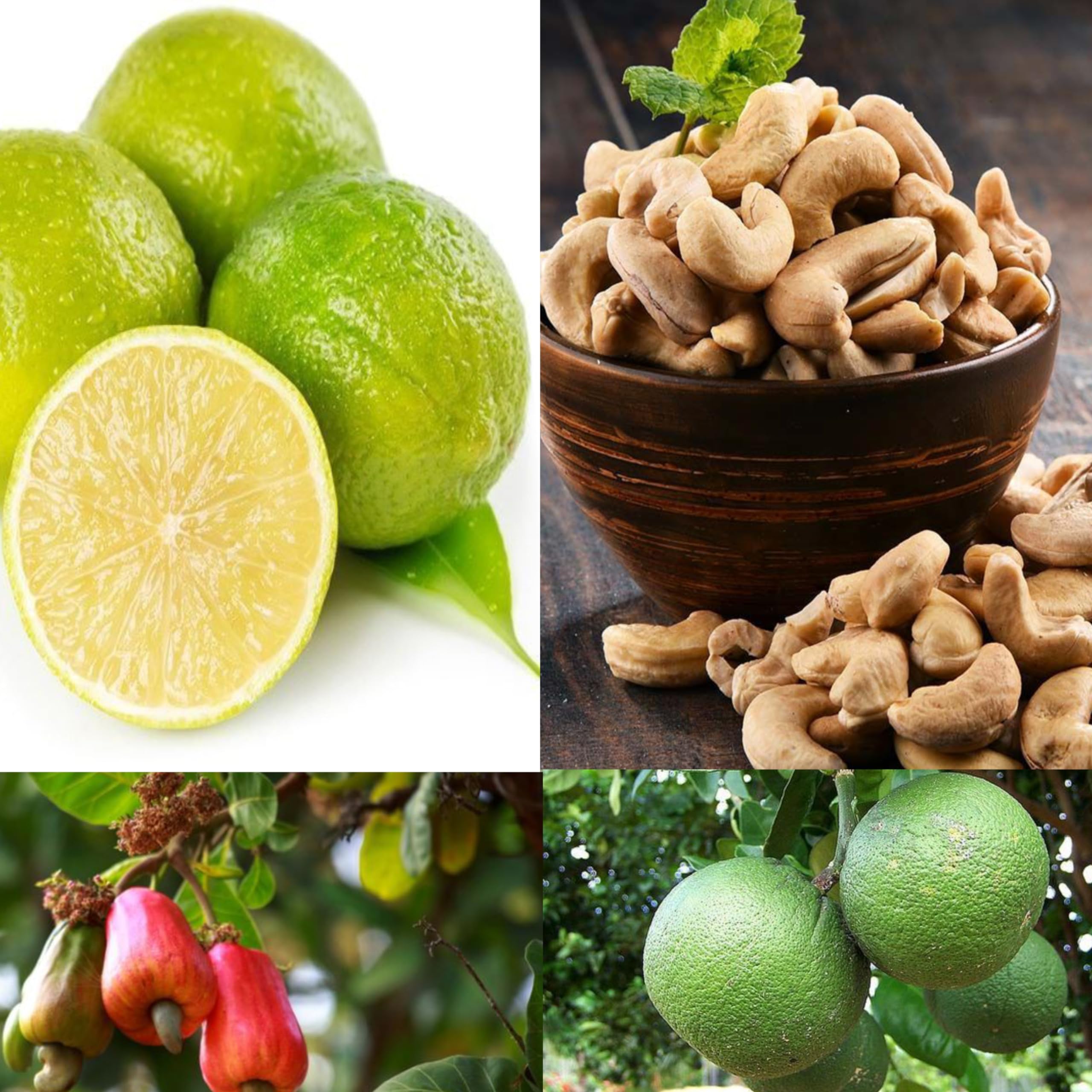 Eroanvia Combo 2 Cashew Nut Grafted Plants +Rangapur And Nagpur Variety Mosambi Sweet Lemon Fruit Plant Grafted Plant Height 1.5-3 Feet Pack Of 2 (B0CH8N7527) Amazon Price History, Amazon Price Tracker