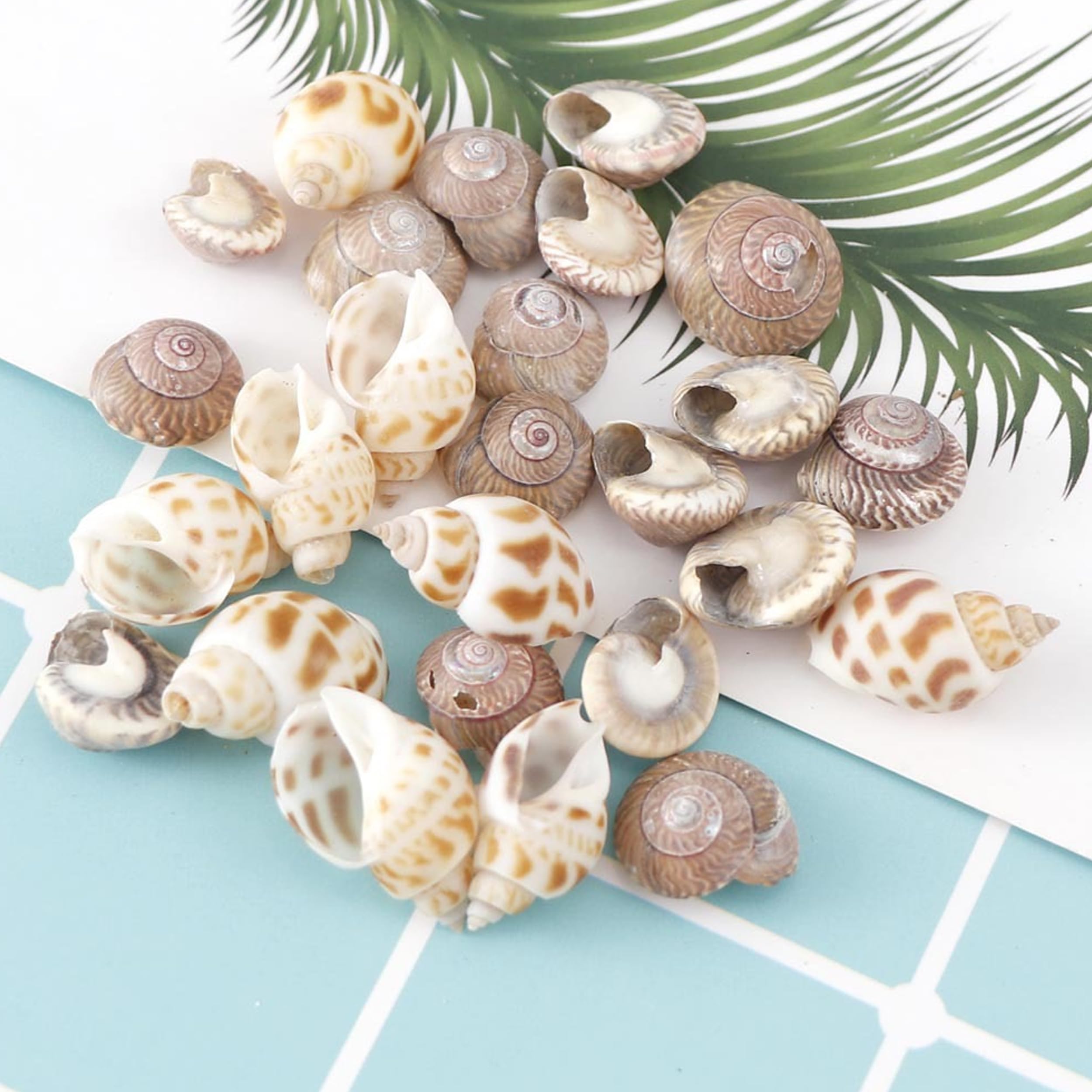Deko Sand Natürliche Muscheln, 400 Gramm Muscheln Zum Basteln, Kleine Weiße Sea Shells