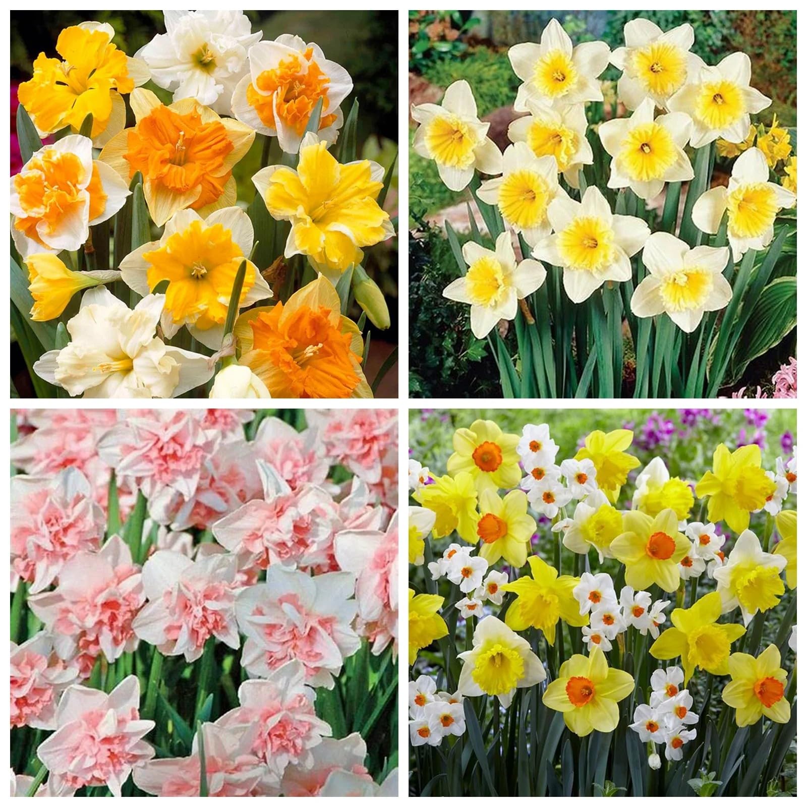 Gorgeous Daffodil Bulbs Mix for Planting Now UK/Home Decoration/Natural Organic/Strong Plants That Grow Well/Perennials,Fragrant,Greening Flower/Landscape Design Plants.-4bulbs-H