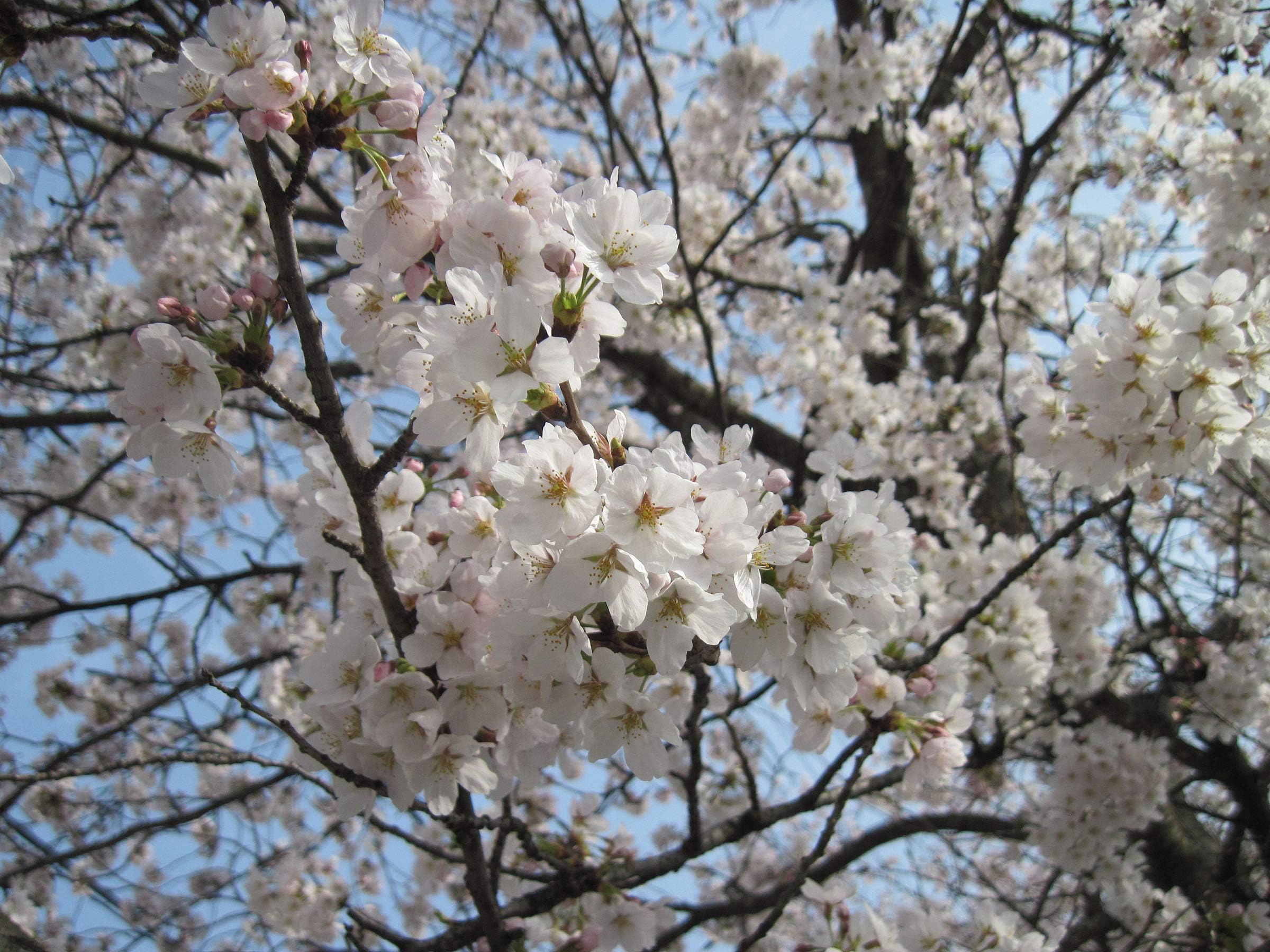 1 Yoshino Flowering Cherry Tree BV