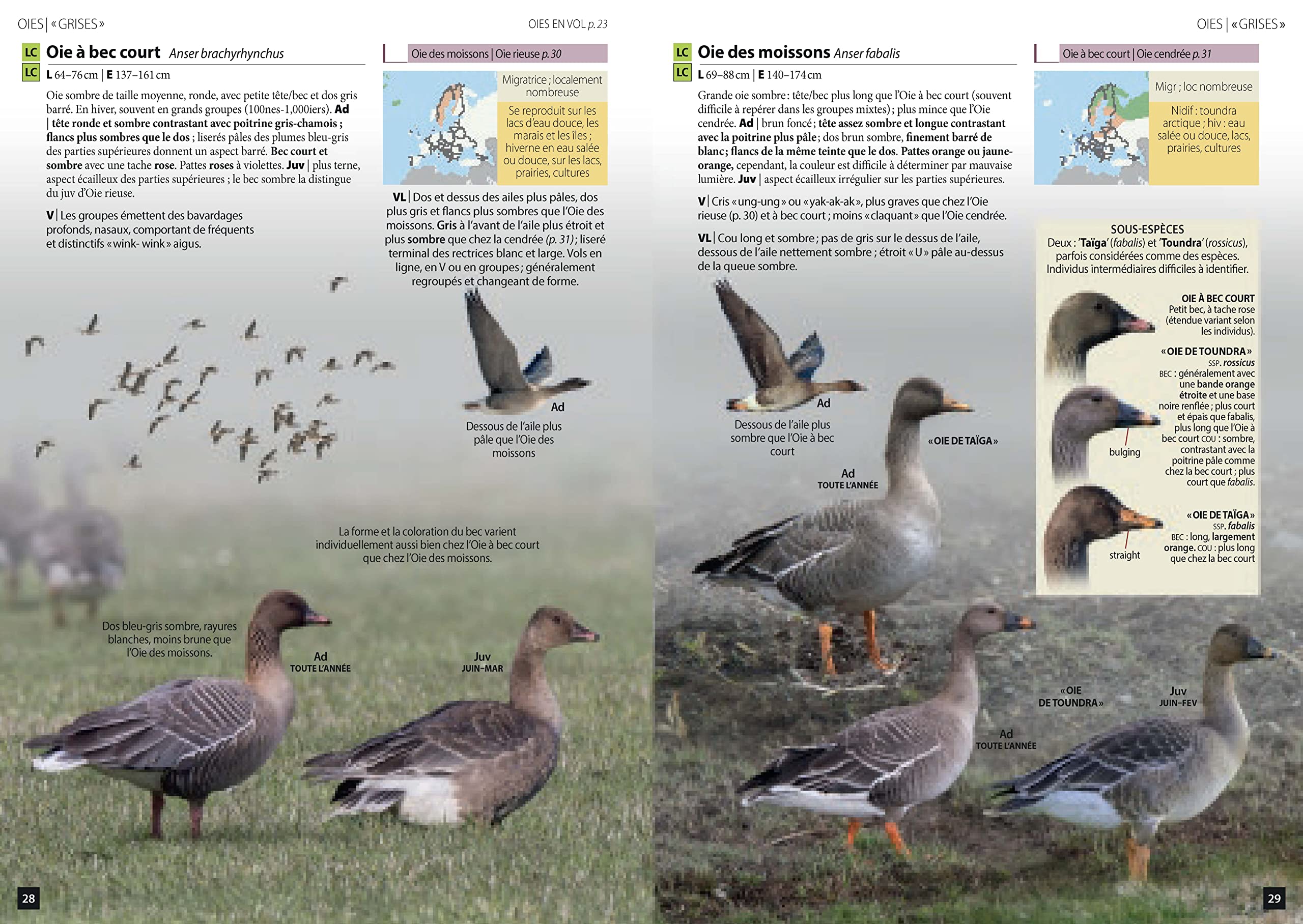 Guide des Oiseaux d'Europe: Manuel d'identification photographique