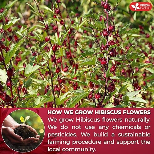 Miniatura 5 de FreshDrinkUS 60 bolsas de té de hibisco premium, 100% natural y puro. Té de hierbas de flores sueltas, sin azúcar, cafeína, gluten. Vegano.