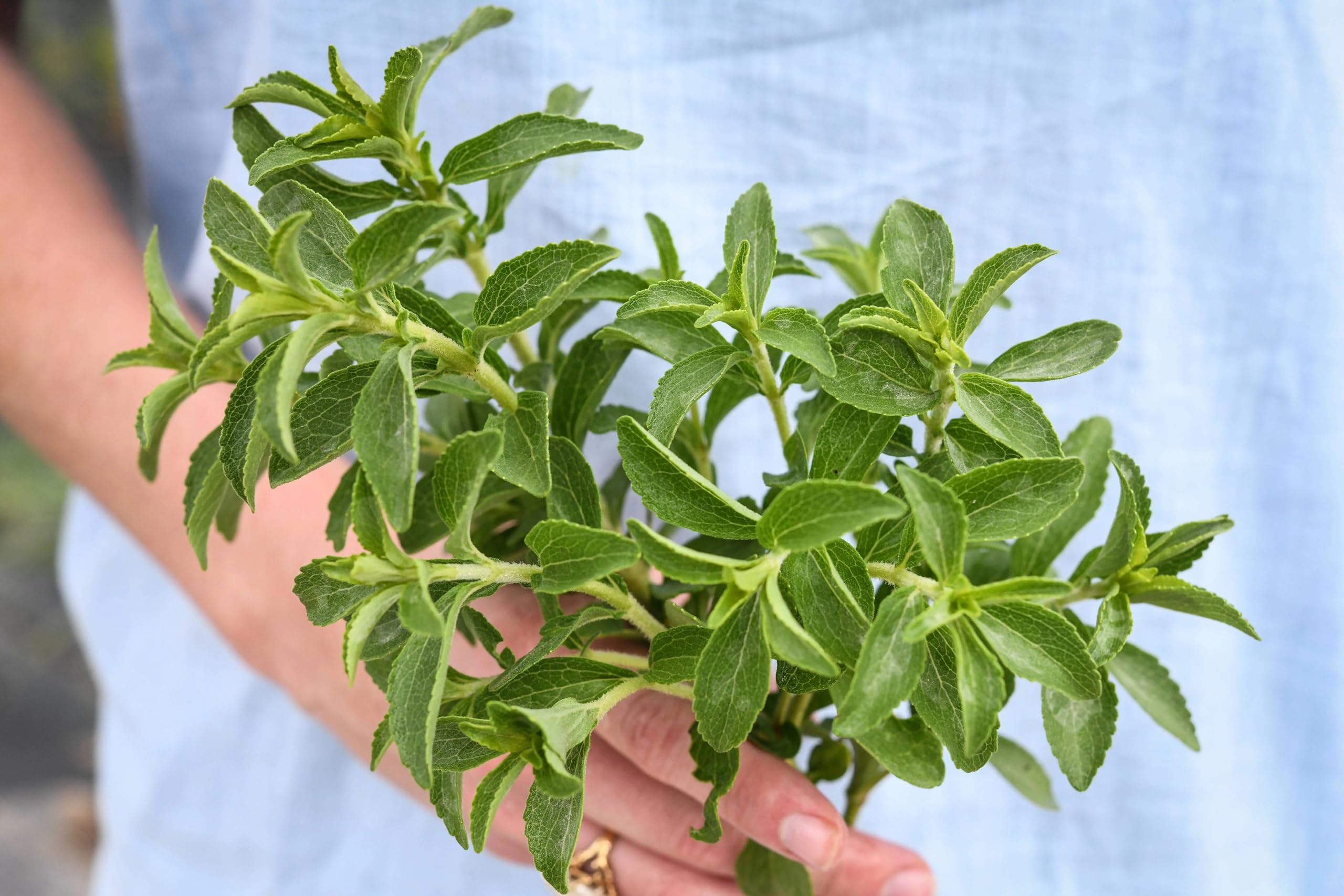 Stevia Live Plant For Home Garden | Healthy Live Plant | Stevia tree hybrid medicinal plant1 Pcs. (B0D6L46NY2) Amazon Price History, Amazon Price Tracker