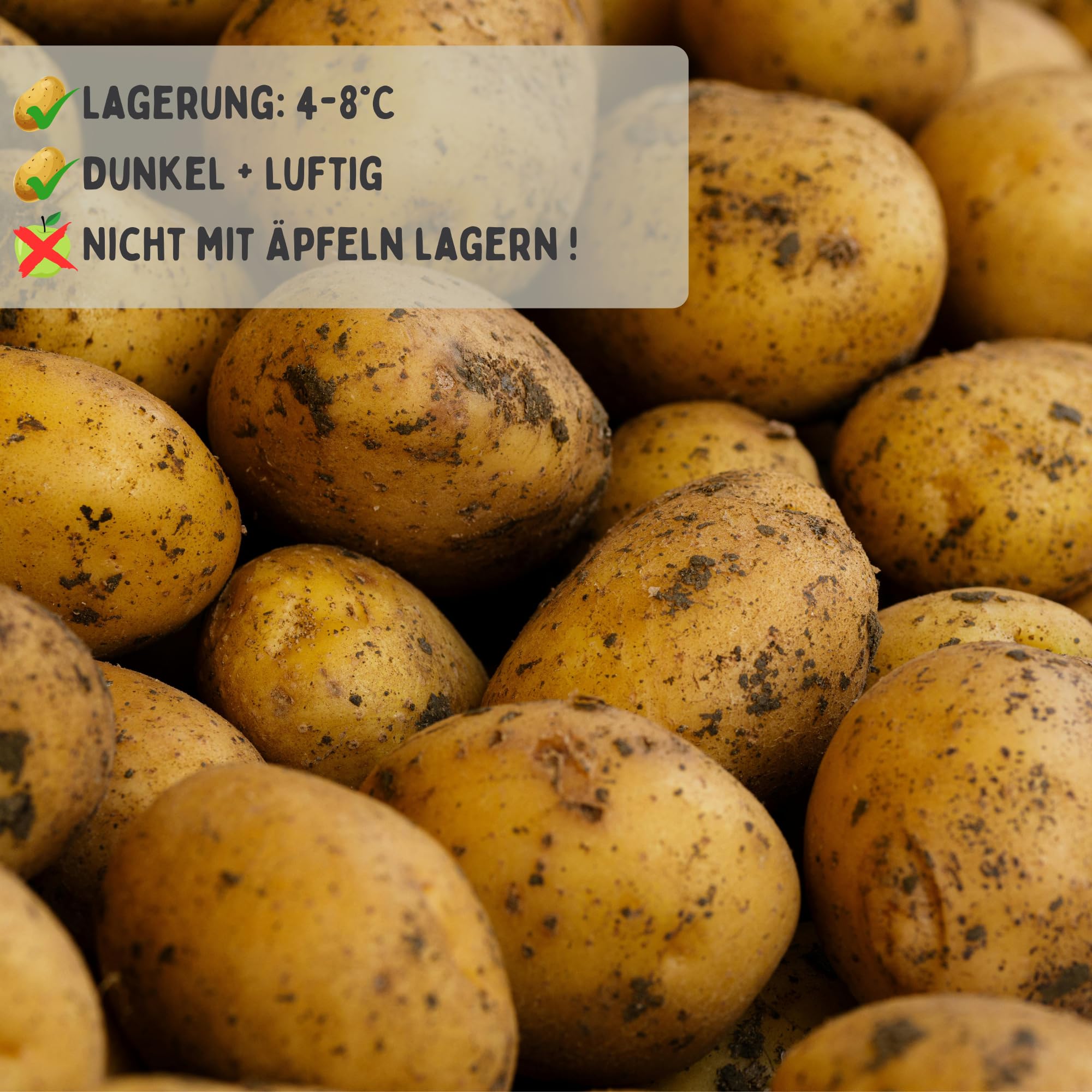 FRUCHTVERSAND24® Ofenkartoffel (Speisekartoffel), Sorte: Bernina, Inhalt: 2,5 kg (ca. 5-8 Stück), ideal für die Zubereitung als Backofen-Kartoffel