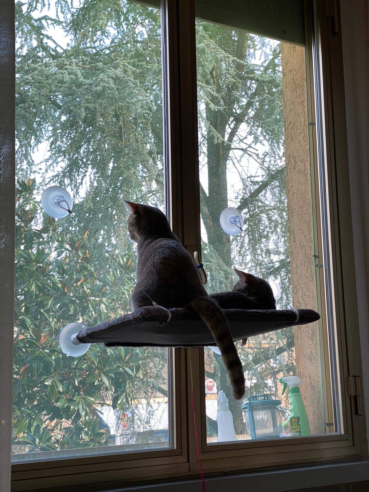 UNITED PETS Cat View Lettino per Gatti da Finestra con Ventosa Forte, di Design, Grigio 37X47Cm; Amaca per Gatti Comoda e Resistente adatta a tutti Vetri e Finestre