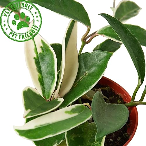 Miniatura 2 de Hoya Australis - Planta viva para interior  Diferentes plantas de interior en maceta de 4 y 6 pulgadas  Decoración de plantas de casa real para sala