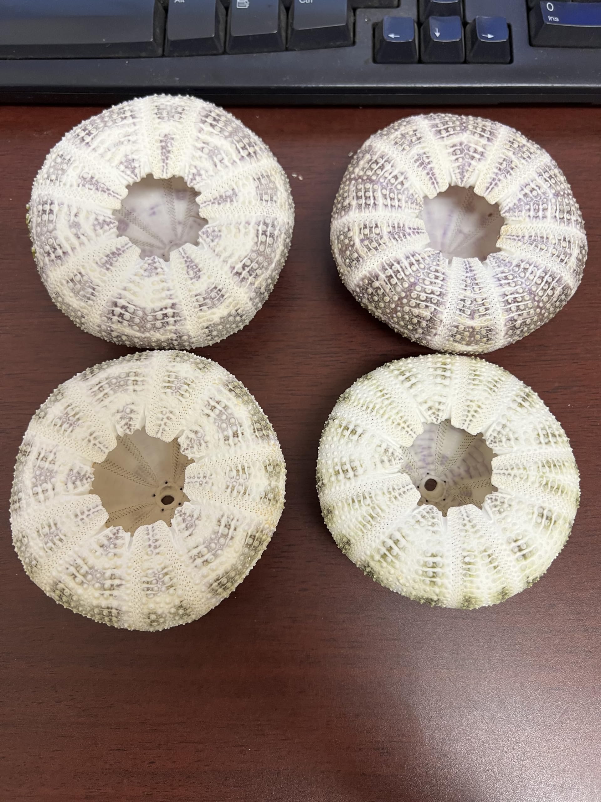 4 Pieces Alfonso SEA URCHINS SEA Shell Beach Wedding Nautical 3