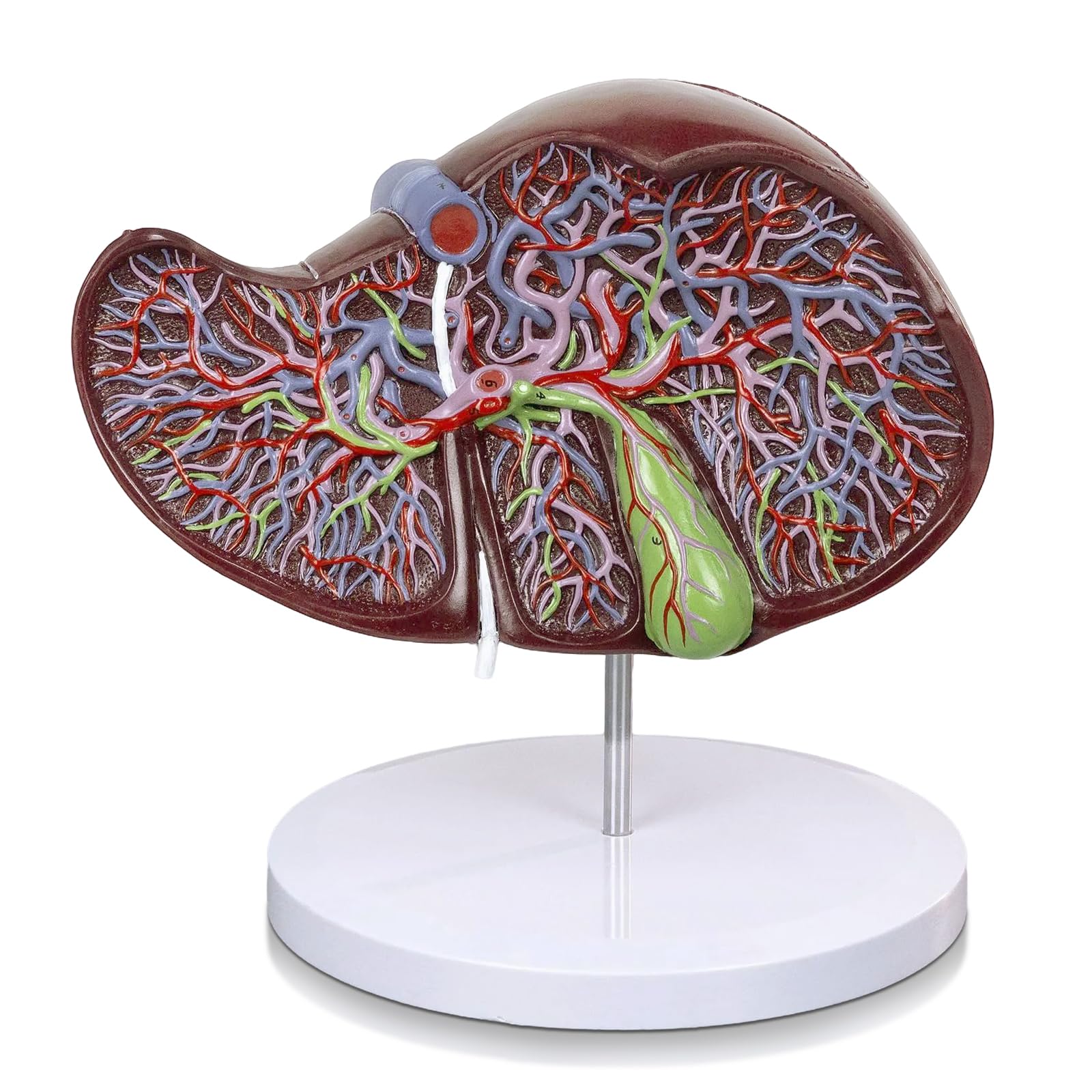 EVOTECH SCIENTIFIC Deluxe Human Liver Anatomical Model, 2 Parts 1.5X Enlarged Human Liver Anatomical Model for Medical Teaching Learning Research Education Display