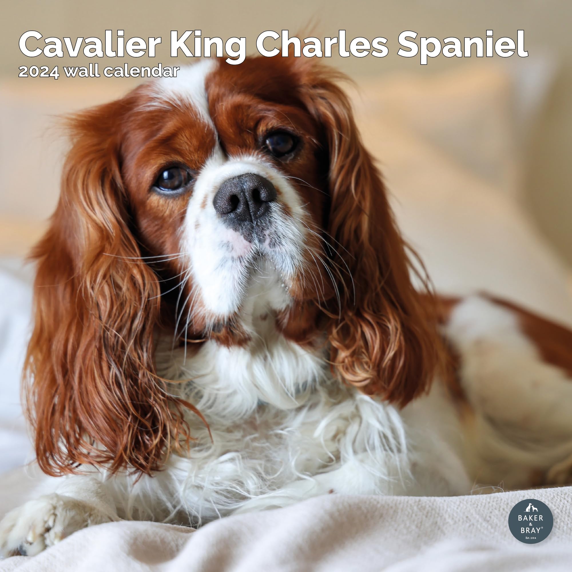 Baker and Bray Cavalier King Charles Calendar 2026, Large Square Wall Calendar, 16 Month, Cavalier King Charles Gift Dog Calendar