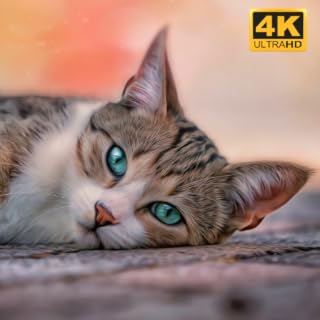 Cats 4K screensaver - Calming Cat Video TV Background with Calming Music to Reduce Stress