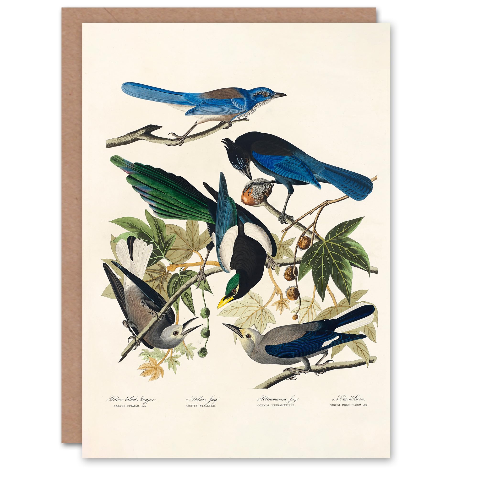 Artery8 John James Audubon Art Card Magpie Clarks Crow and Jays