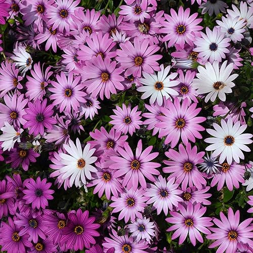 Vista 34 de Eden Brothers Semillas de margarita (pintadas) - Robinsons Giant Mix