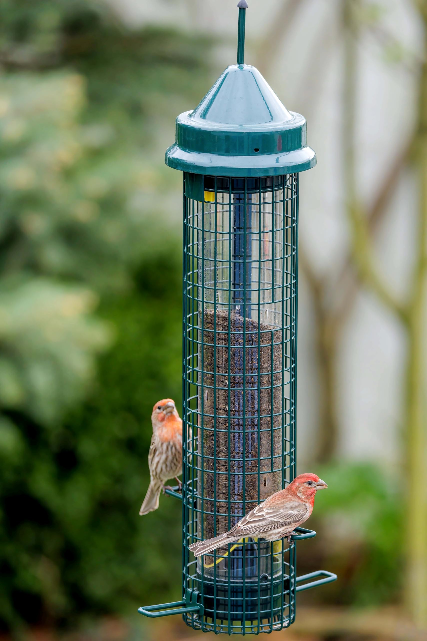 Squirrel Buster Comedero para pájaros a Prueba de Ardillas con 4 Postes de Metal y 8 Aberturas de alimentación, Capacidad de Semillas de Cardo de 2.5 Libras