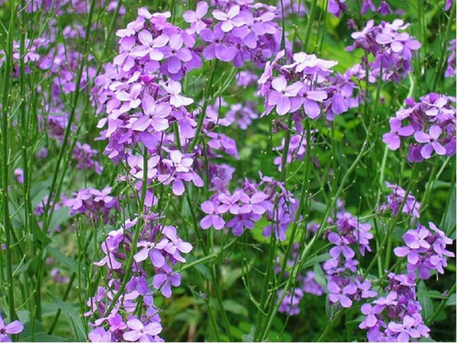 Rocket- di Dae (Hesperis atronalis) - 500 sei