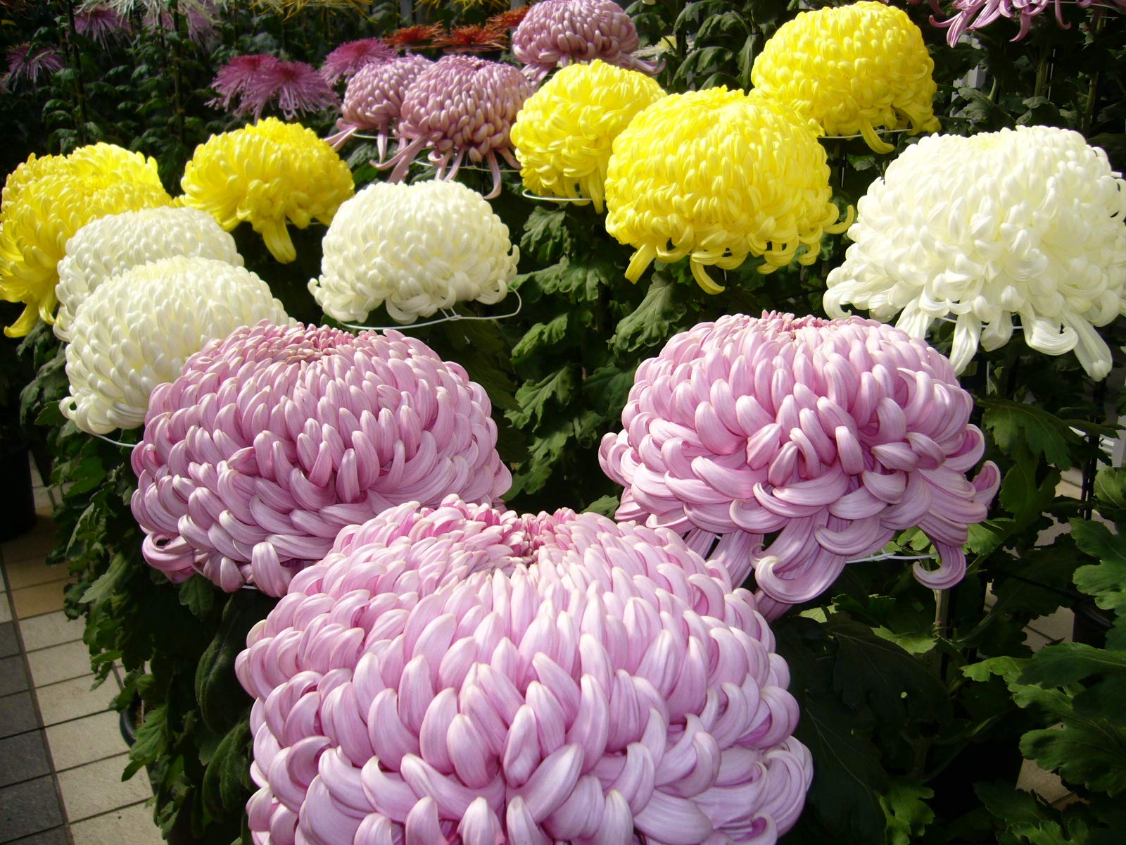 Hybrid chrysanthemum flowers seed || Crysanthemum hybrid seeds || 50 seeds (B0CQRNJYCZ) Amazon Price History, Amazon Price Tracker