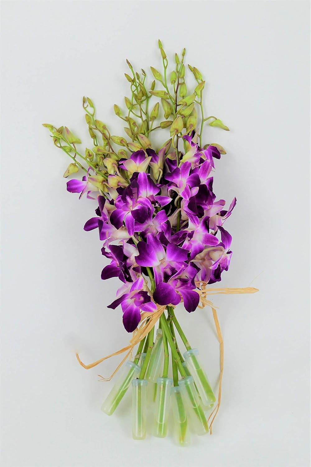 Fresh Vibrant Purple Dendrobium Sonia/Galaxy/Bombay Cut Orchids Bunch